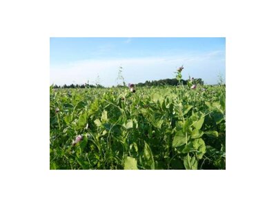 TerraLife® Solanum Organic-1