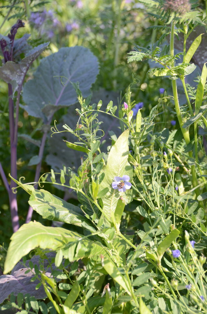 TerraLife® - BetaMaxx TR-1