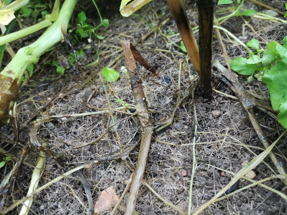 TerraLife® - BetaMaxx TR-3