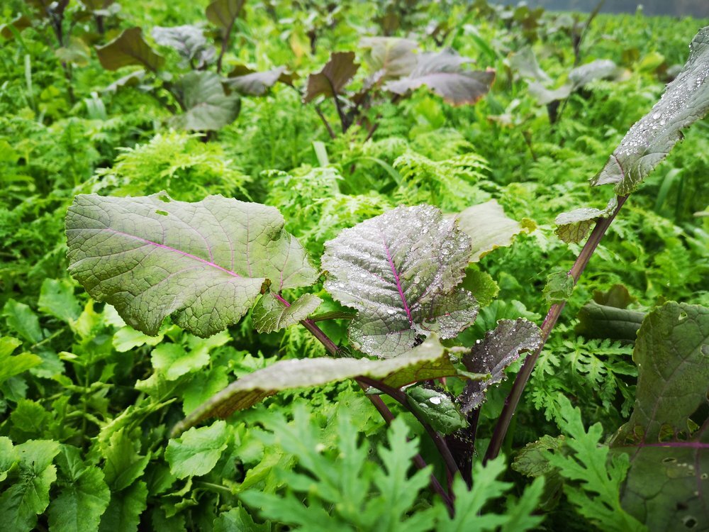 TerraLife® - BetaMaxx TR-2