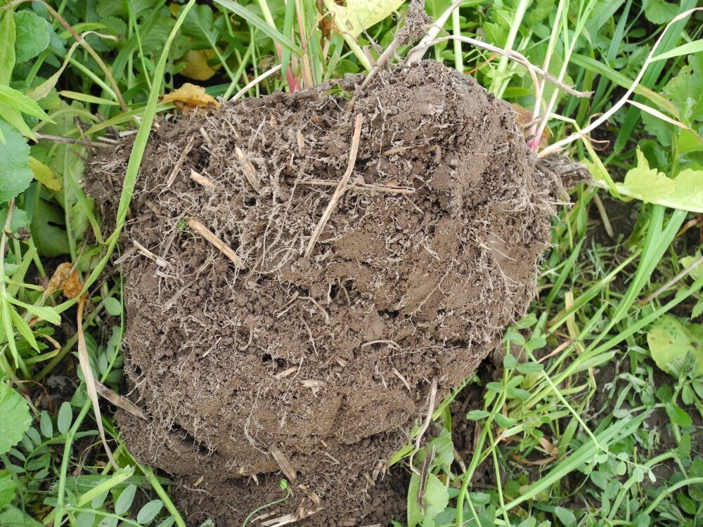 TerraLife® - BetaSola-2