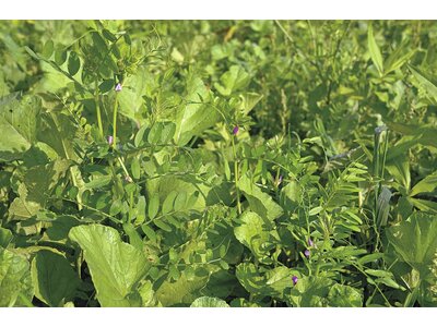TerraLife® - BetaSola-1