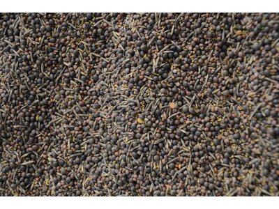 TerraLife® - BetaSola-3