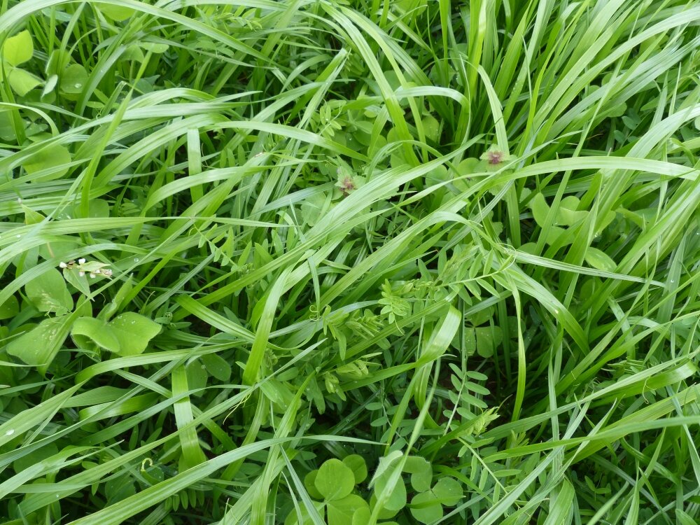 TerraLife® - Landsberger Gemenge Eco-2