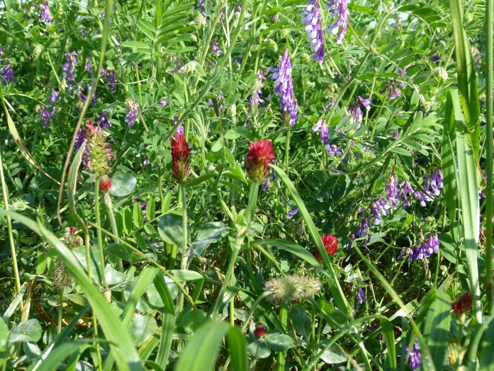 TerraLife® - Landsberger Gemenge Eco-0