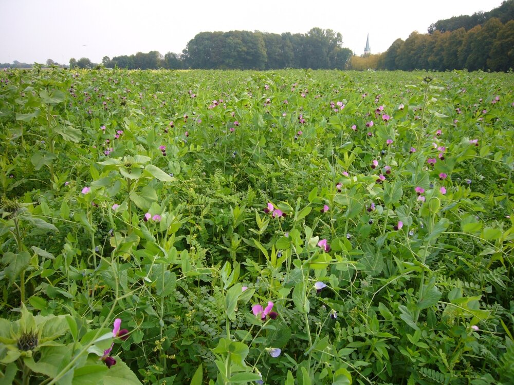 TerraLife® N-Fixx 50 -4