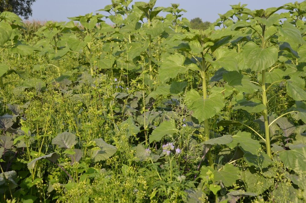 TerraLife® - VitaMaxx TR-3