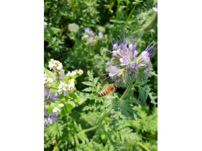 Bloeimengsel nectar-0