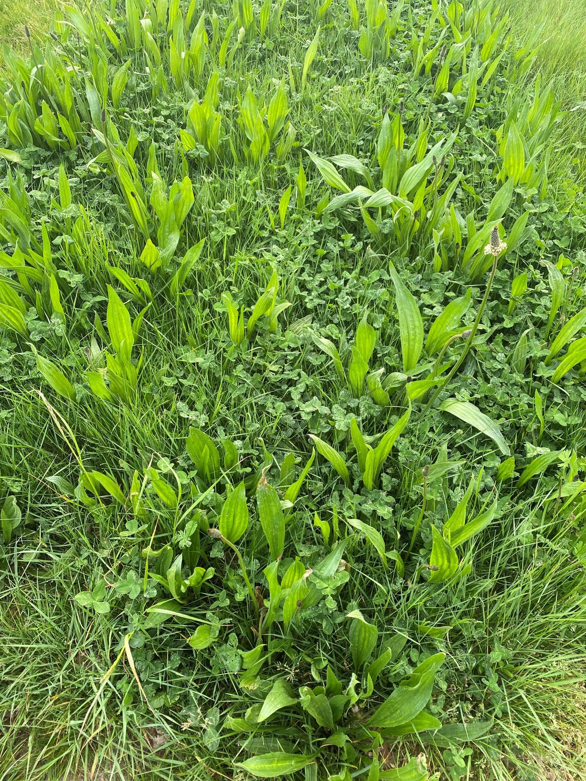 DSV Buffer en Braak 1-0