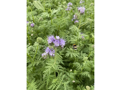 Bloeimengsel nectar-2
