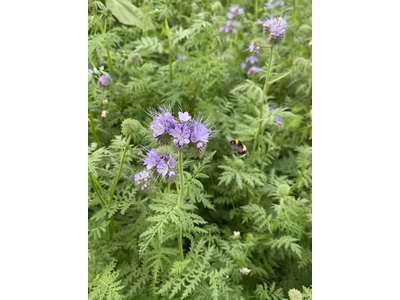 Bloeimengsel nectar-1