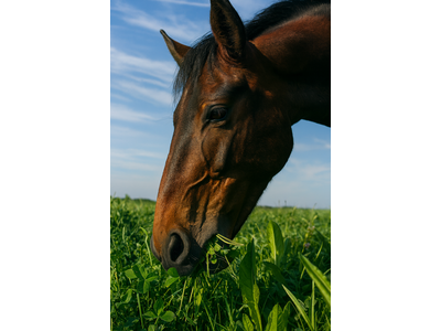 Country Horse MultiLife-1