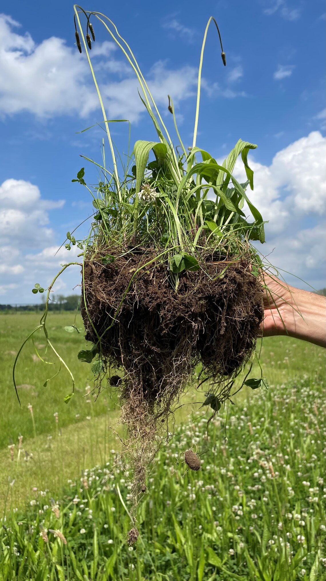 Eurograss BermenDivers-1