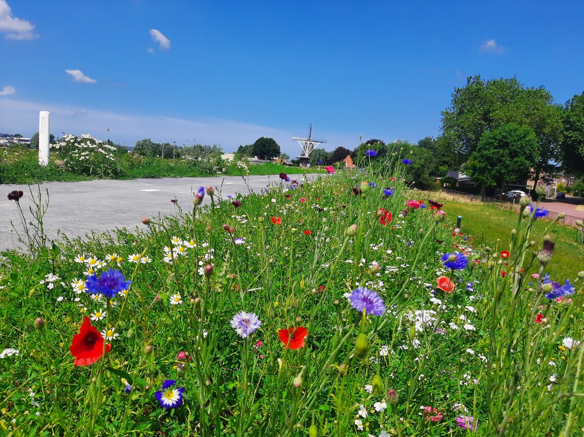 Eurograss Dijken Basis Gras DBG-1