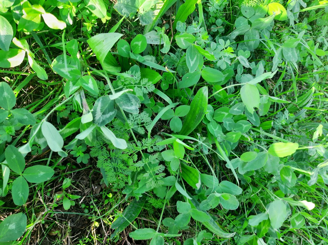 Eurograss Dijken Basis Gras DBG-2