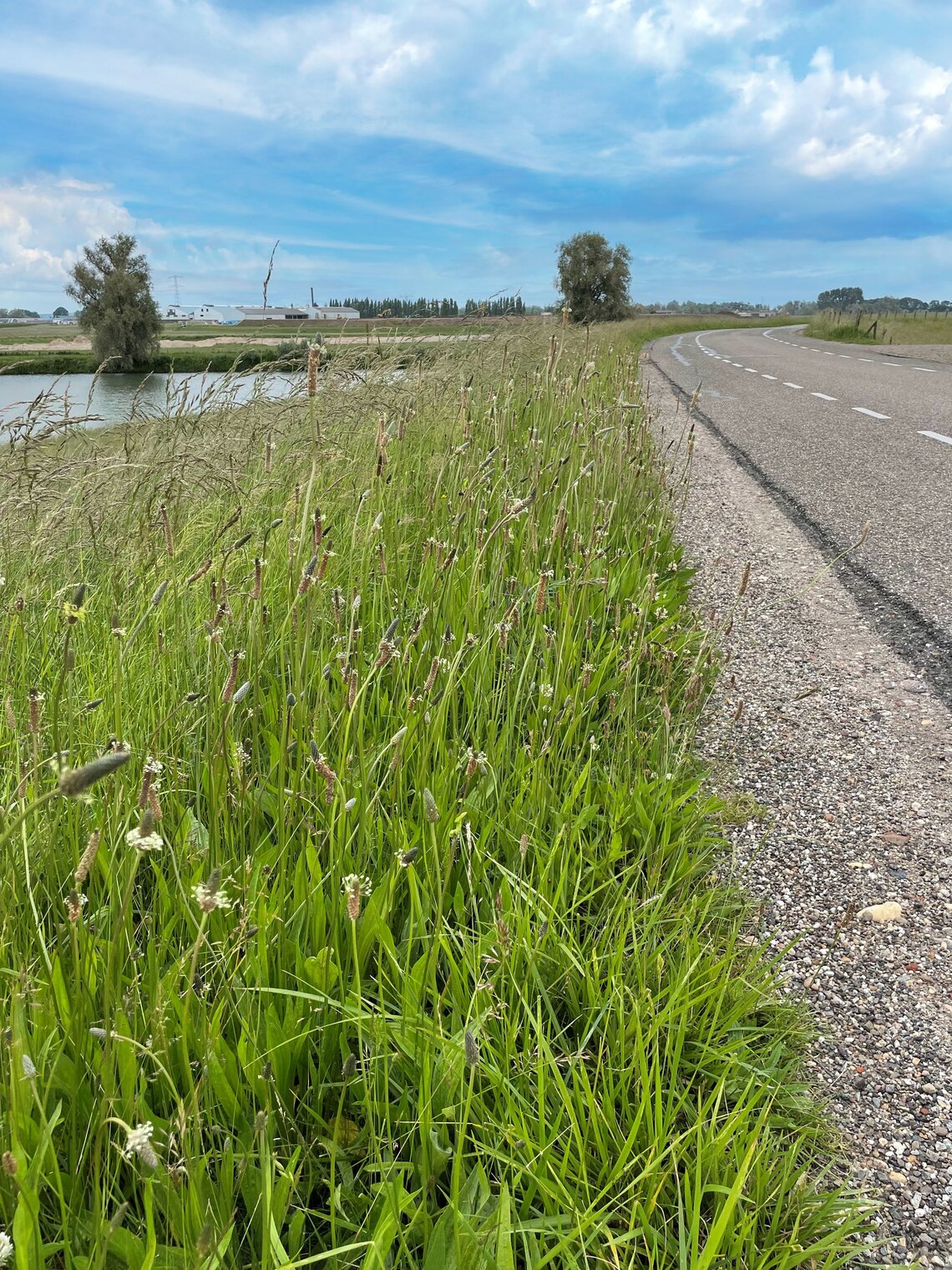 Eurograss BermenDivers-0