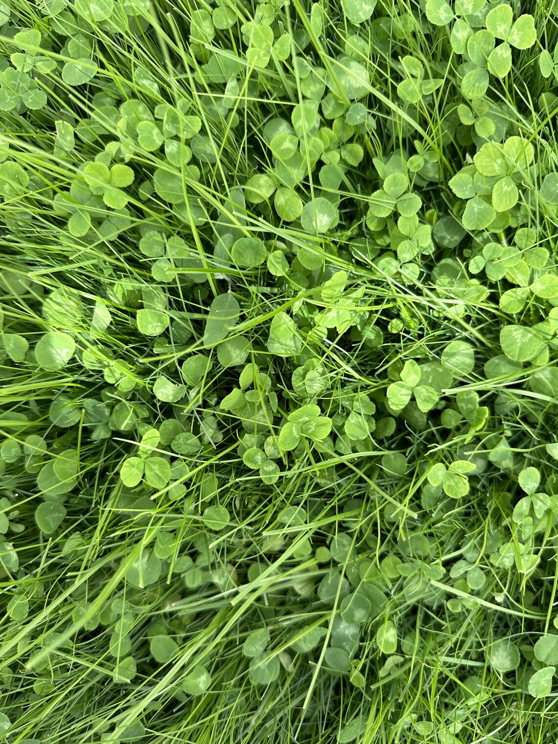 Euromic microklaver-0