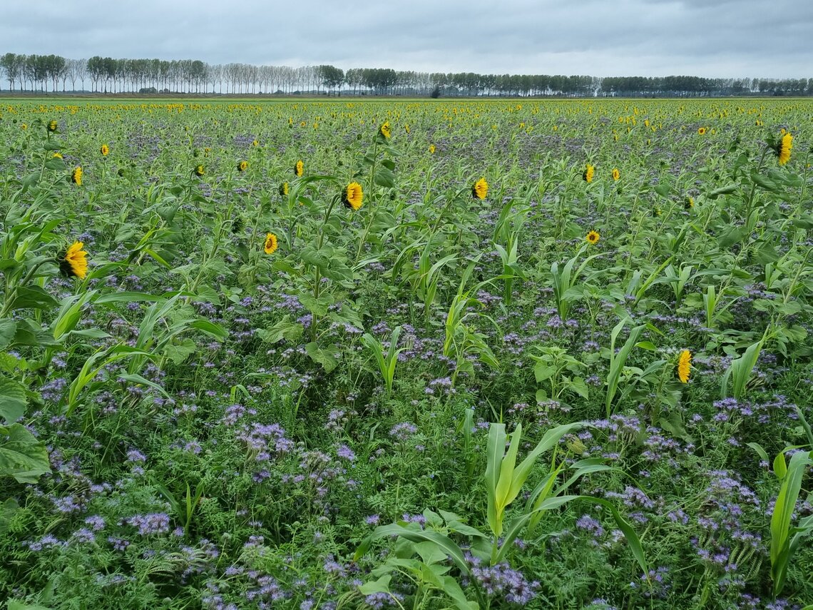 TerraLife® N-Fixx 50 -1