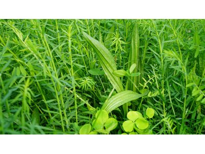 TerraLife® SoilProtect-0