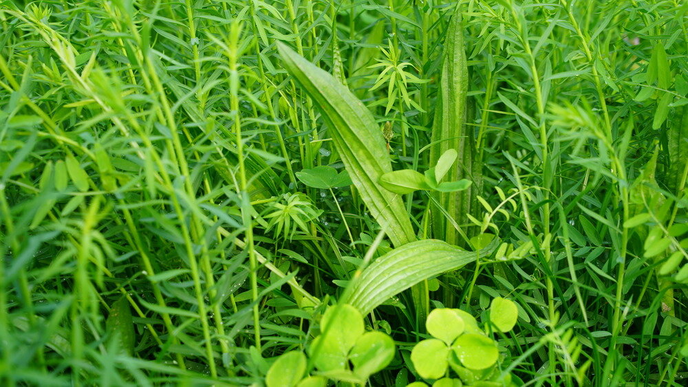 TerraLife® SoilProtect-0