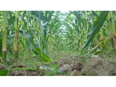 TerraLife® SoilProtect-1