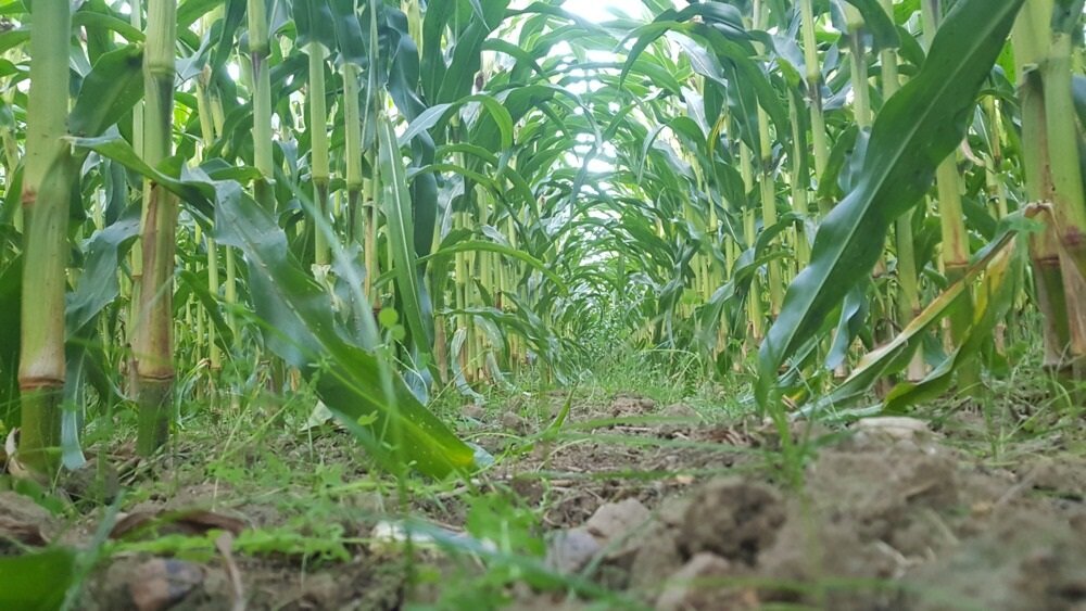 TerraLife® SoilProtect-1
