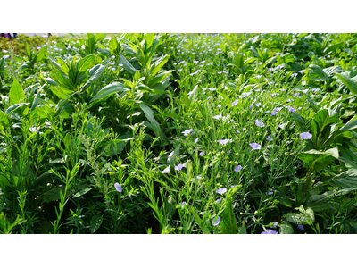TerraLife® SolanumPro-0