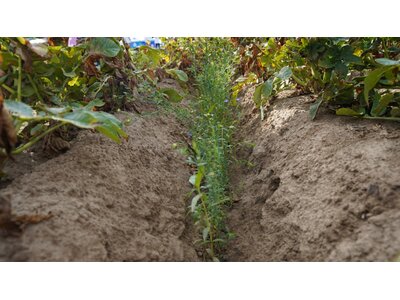 TerraLife® SolanumPro-1
