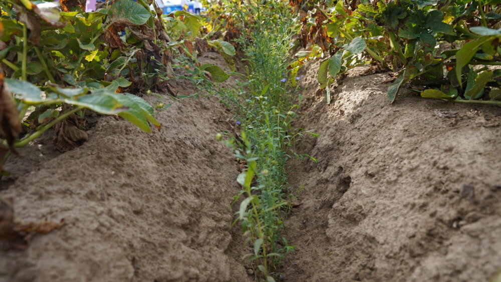 TerraLife® SolanumPro-1