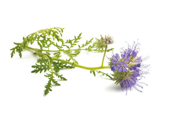 "Dans nos mélanges TerraLife, des variétés spécialement cultivées sont intégrées."