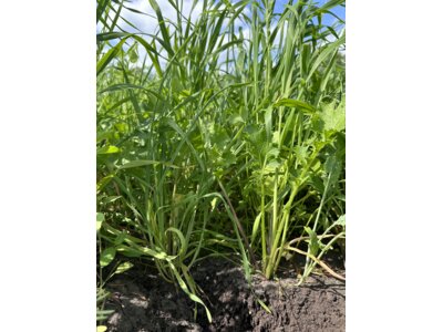 TerraLife CoolSeason-4