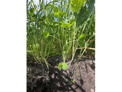 TerraLife CoolSeason-6
