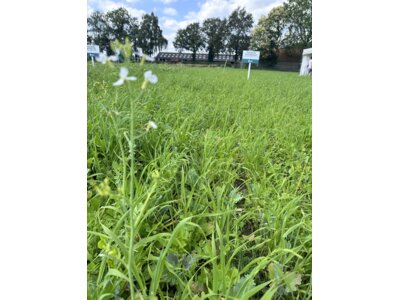 TerraLife CoolSeason-5