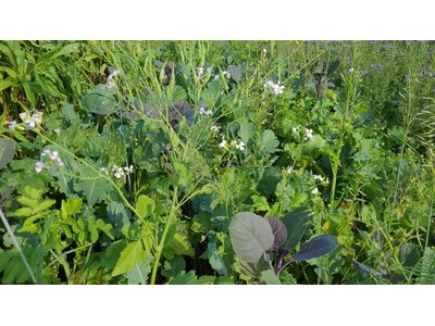 TerraLife CoolSeason-3