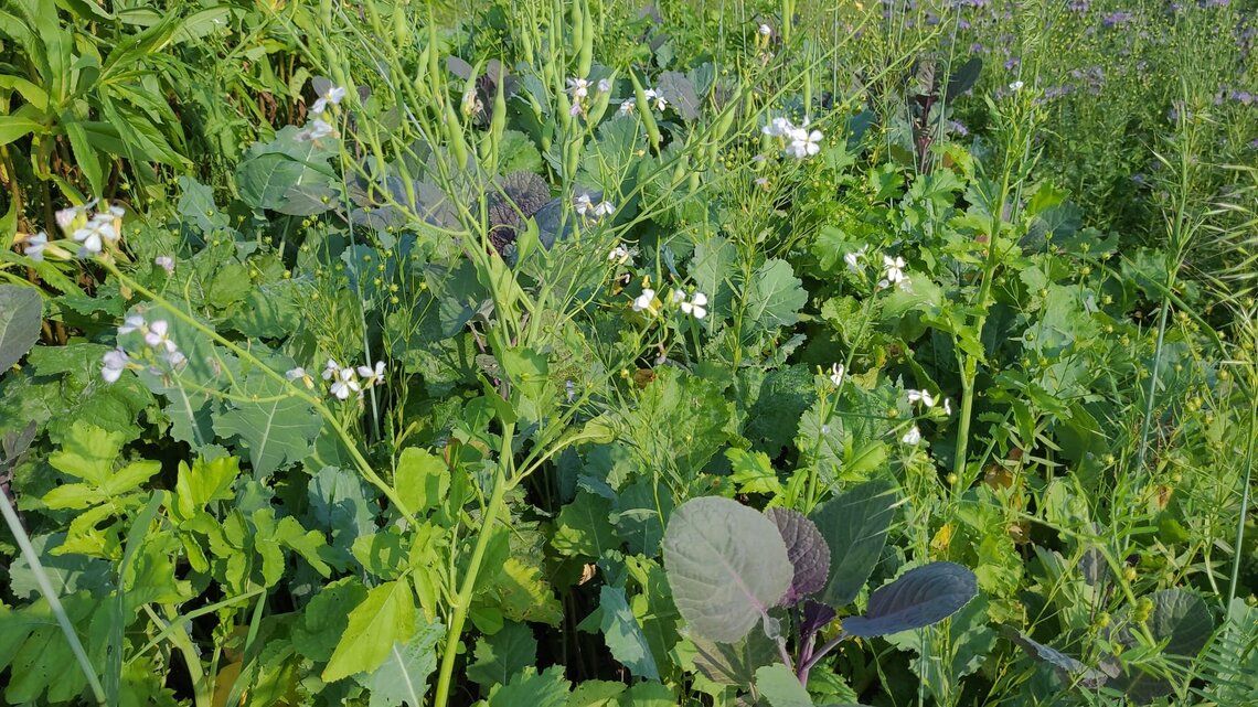 TerraLife CoolSeason-3