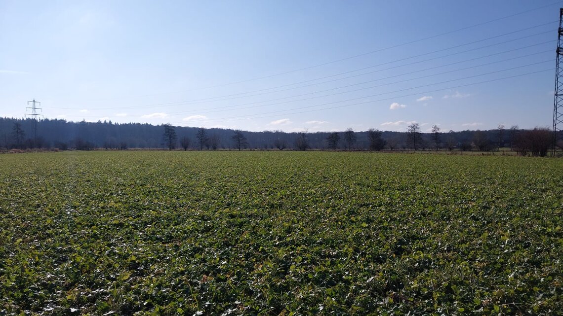 TerraLife CoolSeason-1