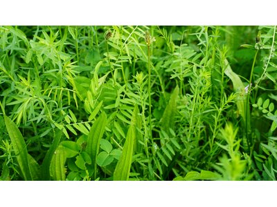 TerraLife® - ZeaPro-0