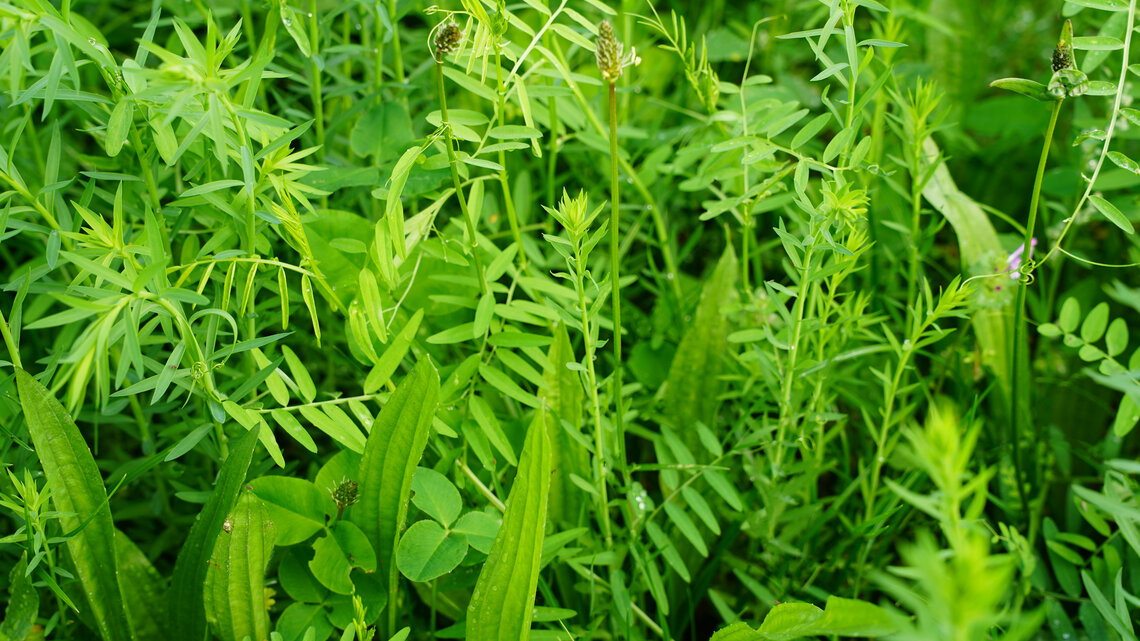 TerraLife® - ZeaPro-0