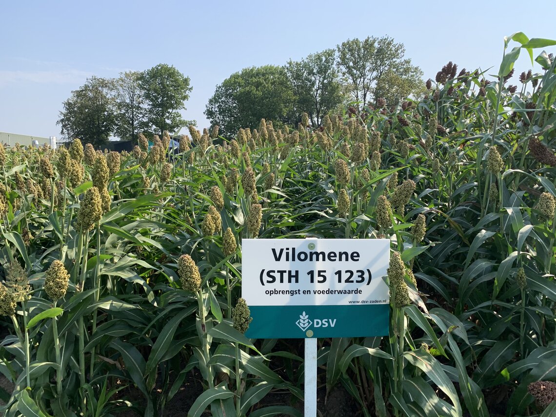 Vilomene-0